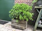 Grote Crassula plant incl. Pot en eventueel met de kist., Tuin en Terras, Planten | Bomen, Bloeit niet, Overige soorten, 100 tot 250 cm