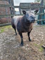 Blauwe texelaar Ram 2021, Dieren en Toebehoren, Schapen, Geiten en Varkens, Mannelijk, Schaap, 3 tot 5 jaar