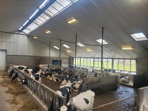 agrarisch onroerend goed/koeienschuur/melkvee/inventaris, Zakelijke goederen, Agrarisch | Agrarisch Onroerend goed, Ophalen