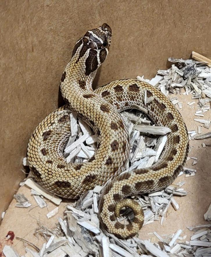 Heterodon nasicus CONDA het. Snow, Dieren en Toebehoren, Reptielen en Amfibieën, Amfibie, 0 tot 2 jaar