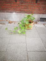 Epipremnum aureum, Ophalen of Verzenden, Overige soorten