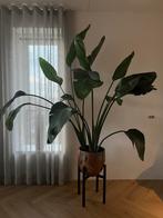 Te koop prachtige groene kamerplant Strelitzia Hoogte 180 cm, Ophalen, Overige soorten, Halfschaduw, In pot