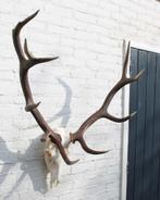 Groot EDELHERT GEWEI, ongelijke 12-ender - ref. HO1