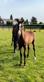 Smokeyblack/donkervalk hengstveulen (v. Krem's Blue Miracle), Met stamboom, Dressuurpaard, 0 tot 2 jaar, Hengst
