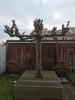 Plataan, Tuin en Terras, Planten | Bomen, Overige soorten, 100 tot 250 cm, Zomer, Ophalen
