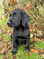 Golden retriever x labrador pups, Dieren en Toebehoren, Honden | Retrievers, Spaniëls en Waterhonden, Rabiës (hondsdolheid), 8 tot 15 weken