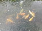 koi karpers, Tuin en Terras, Vijvers, Ophalen