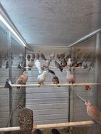 5 koppel lachduiven, Dieren en Toebehoren, Vogels | Duiven, Meerdere dieren, Overige soorten