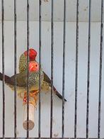 Diverse koppels tropen zie beschrijving, Meerdere dieren, Tropenvogel