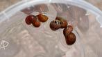 Roze dwergslak - Clithon sowerbianum., Dieren en Toebehoren, Vissen | Aquariumvissen, Slak of Weekdier