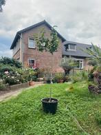 Tekoop aangeboden hibiscus op stam, Hibiscus syriacus, Overige soorten, Volle zon, Vaste plant, Ophalen of Verzenden