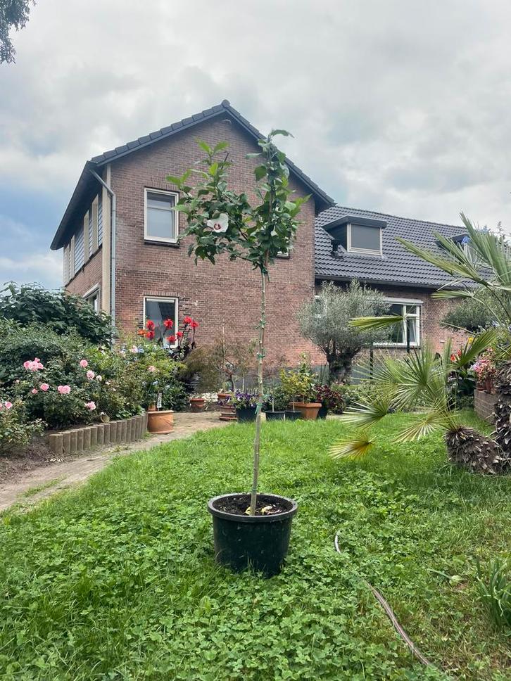 Tekoop aangeboden hibiscus op stam, Hibiscus syriacus, Tuin en Terras, Planten | Tuinplanten, Vaste plant, Overige soorten, Volle zon