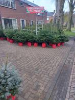 Kerstbomen te koop! Nordmann, Tuin en Terras, Bloeit niet, Verzenden, Overige soorten, 100 tot 250 cm