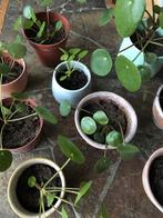 Pannekoekenplant xs,s,m, Huis en Inrichting, Kamerplanten, Ophalen, Halfschaduw, Minder dan 100 cm