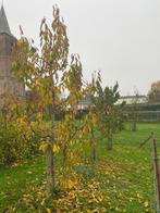 Kersenboom (3 stuks), Ophalen, 100 tot 250 cm, Kersenboom, Zomer