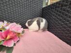Lief Mini dwergkonijntje, Dieren en Toebehoren, Vrouwelijk, Dwerg, 0 tot 2 jaar