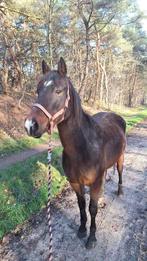 Lieve weidemaatje NWR D pony, Dieren en Toebehoren, Merrie, Gechipt, Niet van toepassing, 11 jaar of ouder