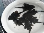Kweekgroep l181 starlight pleco, Dieren en Toebehoren, Vissen | Aquariumvissen, Vis