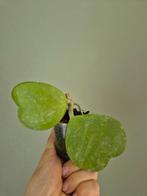 hoya kerri stek, Ophalen, Overige soorten, Minder dan 100 cm