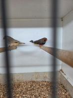 Diverse vogels, Dieren en Toebehoren, Meerdere dieren