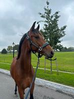 2.5 jarige KWPN hengst Ferdaux x Royal Daimond, Dieren en Toebehoren, Gechipt, Dressuurpaard, Hengst, 3 tot 6 jaar