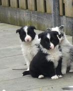 Australian shepherd pups  zoeken goudenmandje, Dieren en Toebehoren, Honden | Herdershonden en Veedrijvers, HCC (leverziekte)