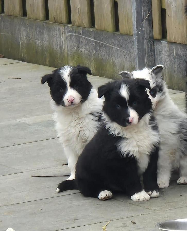 Australian shepherd pups  zoeken goudenmandje, Dieren en Toebehoren, Honden | Herdershonden en Veedrijvers, Meerdere dieren, Overige rassen