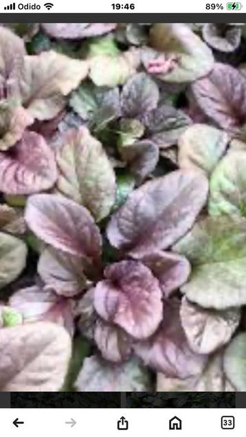 Ajuga caitlin’s giant  grootbladig beschikbaar voor biedingen