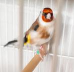 Majoor putter man van 2024 heel gezond, Dieren en Toebehoren, Vogels | Overige Vogels, Mannelijk, Wildzangvogel