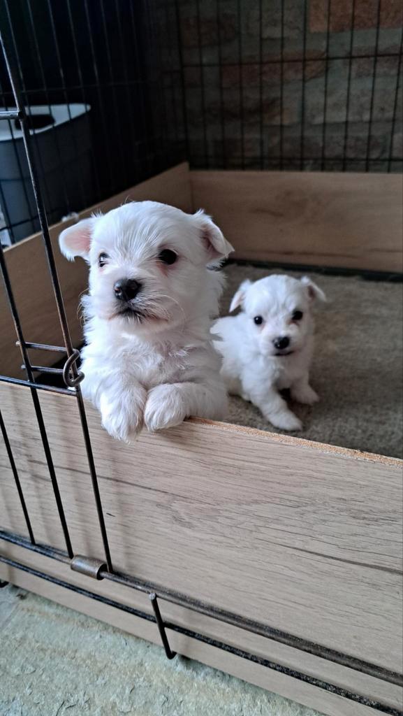 Maltezer pups, Dieren en Toebehoren, Honden | Chihuahua's en Gezelschapshonden, Meerdere dieren, Maltezer, Particulier, Meerdere