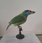 Victoriaanse antieke Blauwkeelbaardvogel opgezette, Ophalen of Verzenden, Zo goed als nieuw, Vogel, Opgezet dier
