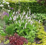 Adderwortel/Persicaria bistorta/Duizendknoop, Tuin en Terras, Volle zon, Vaste plant, Lente, Ophalen