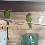 Kakariki, Dieren en Toebehoren, Vogels | Parkieten en Papegaaien, Meerdere dieren, Parkiet