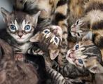 Raszuivere bengaal kitten met stamboom CHARCOAL,SNOW,BROWN, Meerdere dieren, 0 tot 2 jaar, Gechipt
