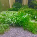 pelia mos, Dieren en Toebehoren, Ophalen, Plant(en), Steen of Hout