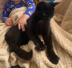 Kater, Dieren en Toebehoren, Katten en Kittens | Overige Katten, Kater