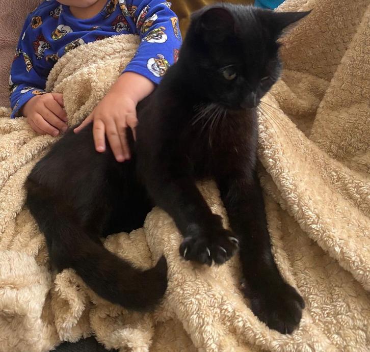 Kater, Dieren en Toebehoren, Katten en Kittens | Overige Katten, Kater