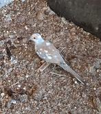 Bonte diamantduifje, Vrouwelijk, Tropenvogel, Geringd