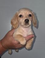 Te koop mooie langharige dwergteckel pups (tekkel), Dieren en Toebehoren, Honden | Teckels en Dashonden, CDV (hondenziekte), 8 tot 15 weken