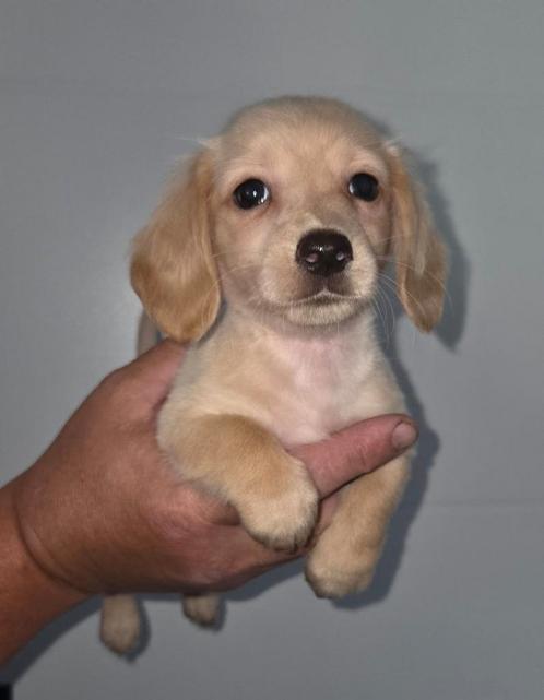 Te koop mooie langharige dwergteckel pups (tekkel), Dieren en Toebehoren, Honden | Teckels en Dashonden, Meerdere dieren, Langhaar