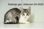 Jong volwassen europees korthaar katjes, Dieren en Toebehoren, Katten en Kittens | Overige Katten, Meerdere dieren, Kortharig