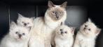 Heilige Birmaan Kitten, Dieren en Toebehoren, Katten en Kittens | Raskatten | Langhaar, Meerdere dieren, Ontwormd