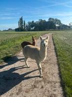 Alpaca hengsten, Dieren en Toebehoren, Januari, Mannelijk