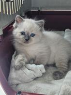 Ragdoll kitten blue points, Dieren en Toebehoren, Katten en Kittens | Raskatten | Korthaar, Meerdere dieren