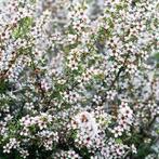Gevraagd: Manuka Plant - Leptospermum scoparium, Overige soorten, Volle zon, Vaste plant, Ophalen of Verzenden