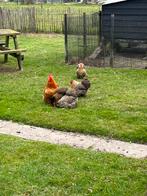 Broedeieren Cochin kriel, Dieren en Toebehoren, Pluimvee, Geslacht onbekend, Kip
