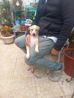 Chanel pup teefje, Dieren en Toebehoren, Honden | Niet-rashonden, Particulier, Rabiës (hondsdolheid), 15 weken tot 1 jaar, Buitenland