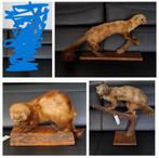 3 opgezette dieren, Ophalen, Zo goed als nieuw, Overige soorten, Opgezet dier