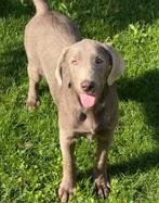 Labrador, Nederland, 15 weken tot 1 jaar, CDV (hondenziekte), Teef