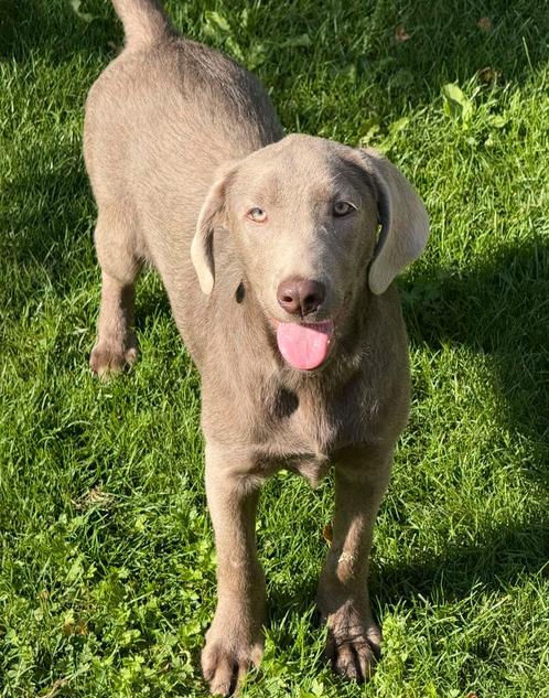 Labrador, Dieren en Toebehoren, Honden | Retrievers, Spaniëls en Waterhonden, Teef, Labrador retriever, Fokker | Professioneel